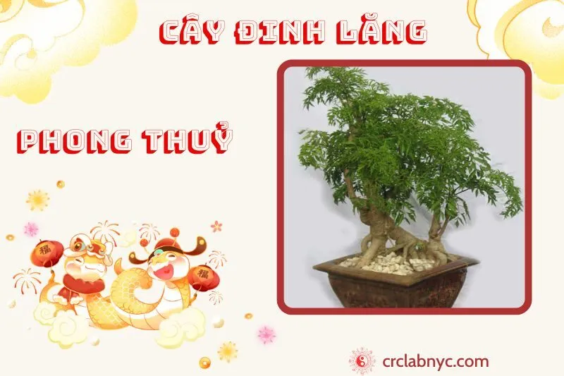 Cây đinh lăng phong thủy ý nghĩa công dụng và cách trồng