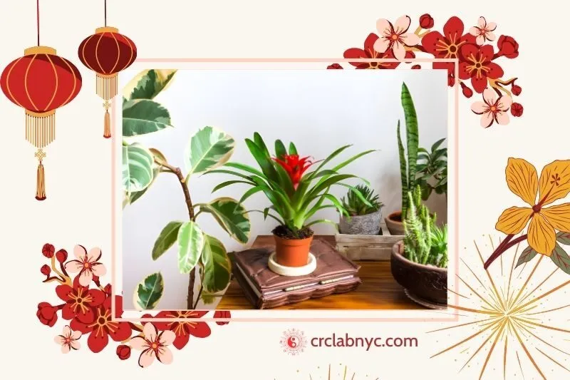 Cây dứa cảnh nến phong thuỷ hợp mệnh nào