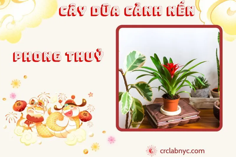 Cây dứa cảnh nến phong thuỷ ý nghĩa công dụng và cách trồng