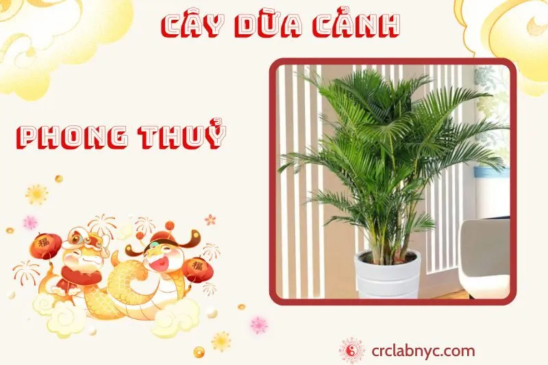 Cây dừa cảnh phong thủy ý nghĩa công dụng và cách trồng
