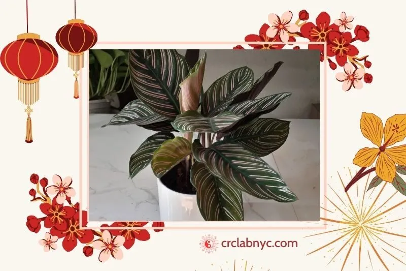  Cây đuôi Công phong thuỷ hợp mệnh nào