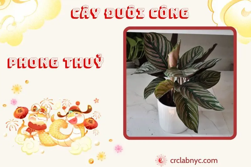 Cây đuôi Công phong thuỷ ý nghĩa công dụng và cách trồng