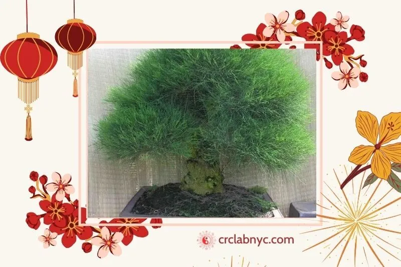  Cây dương liễu phong thủy hợp mệnh nào