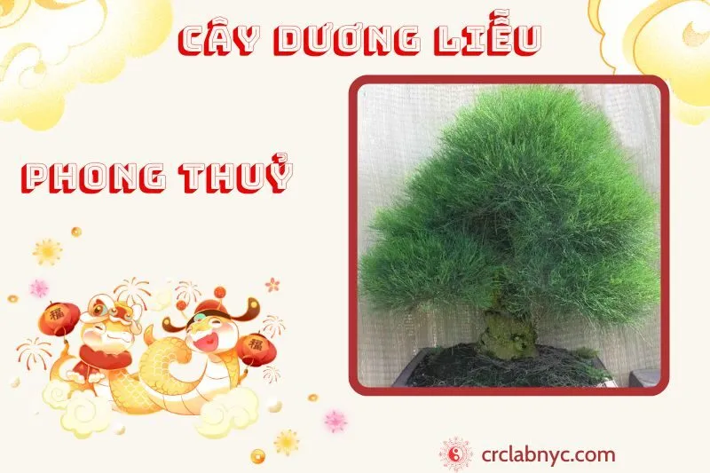 Cây dương liễu phong thủy ý nghĩa công dụng và cách trồng