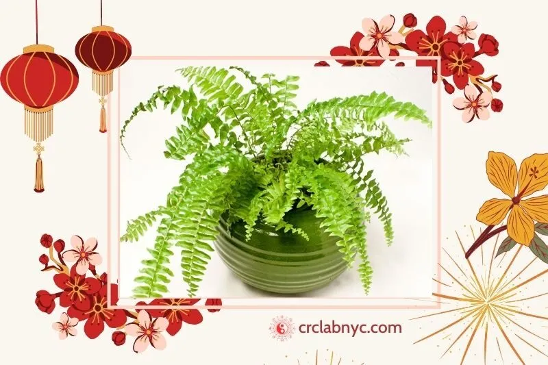 Cây Dương Xỉ – Làm sạch không khí