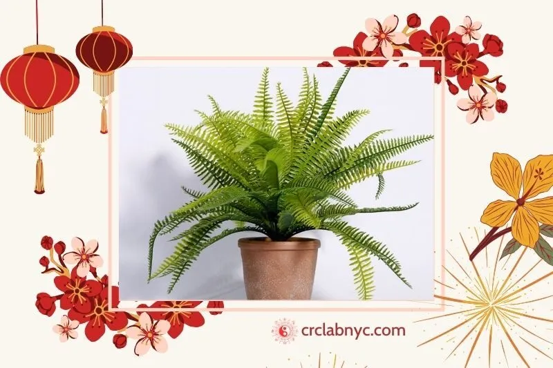 Cây dương xỉ phong thuỷ hợp mệnh nào