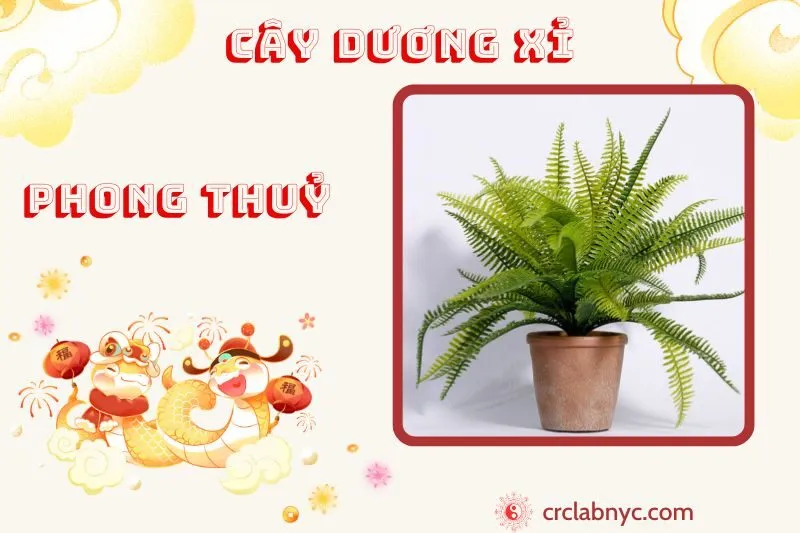 Cây dương xỉ phong thuỷ ý nghĩa công dụng và cách trồng