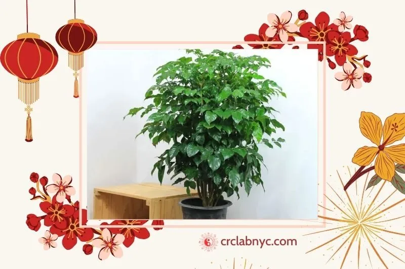 Cây hạnh phúc phong thuỷ hợp mệnh nào