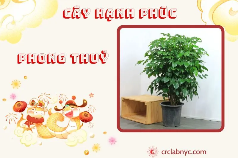 Cây hạnh phúc phong thuỷ ý nghĩa công dụng và cách trồng