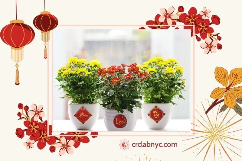  Cây hoa cúc phong thủy hợp mệnh nào