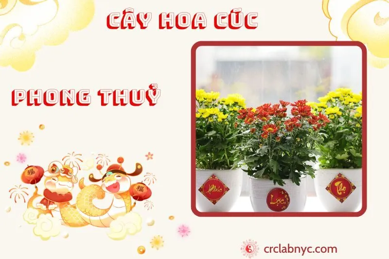 Cây hoa cúc phong thủy ý nghĩa công dụng và cách trồng