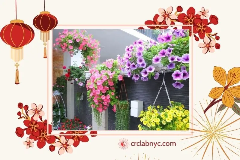  Cây hoa dạ yến thảo phong thủy hợp mệnh nào