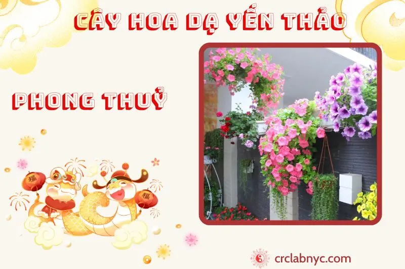 Cây hoa dạ yến thảo phong thủy ý nghĩa công dụng và cách trồng