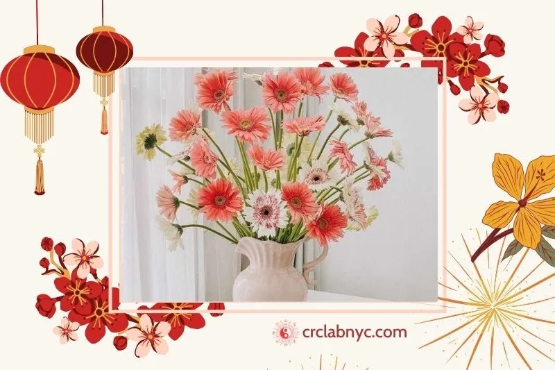  Cây hoa đồng tiền phong thủy hợp mệnh nào