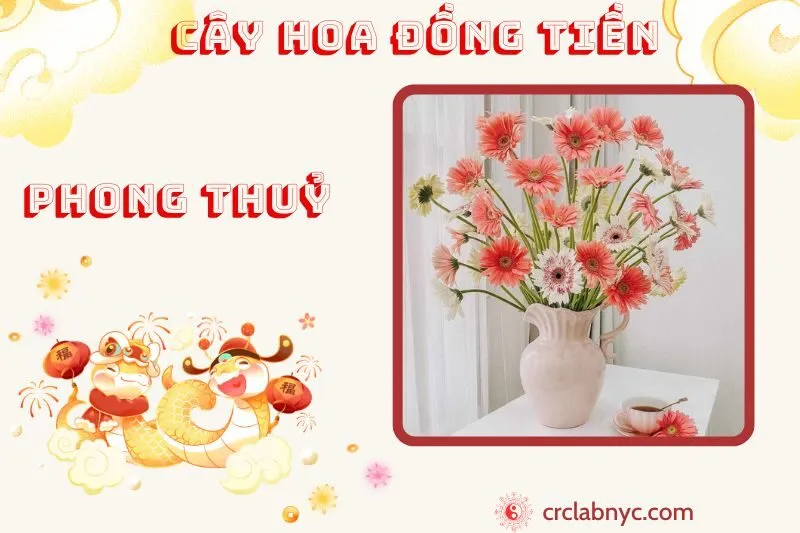 Cây hoa đồng tiền phong thủy ý nghĩa công dụng và cách trồng