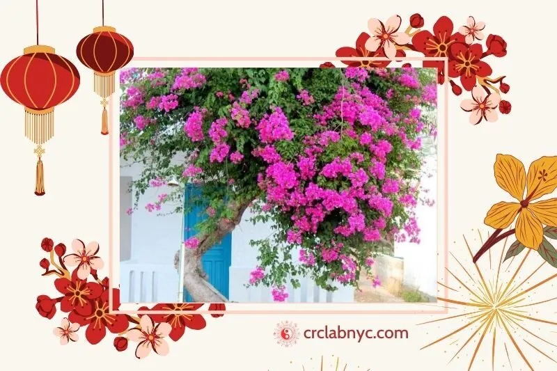 Cây hoa giấy hợp mệnh nào