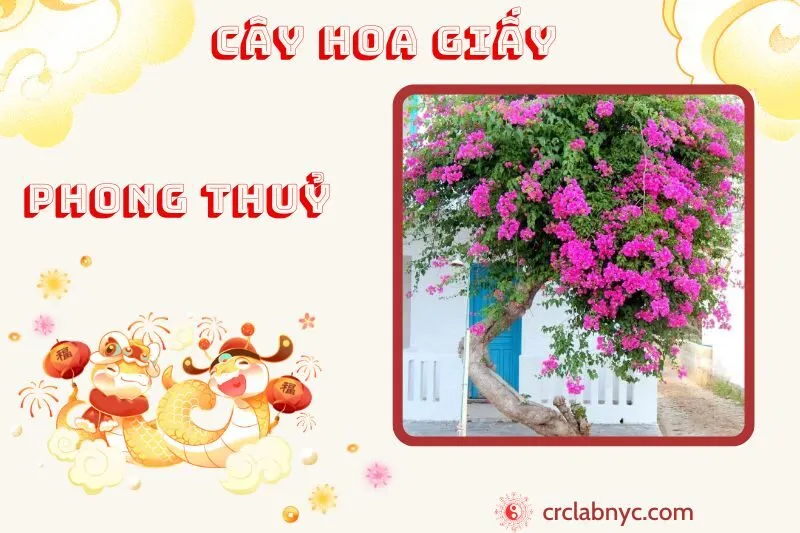 Câu hoa giấy ý nghĩa công dụng và cách trồng