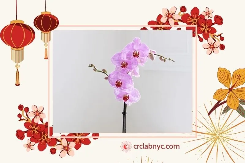 Cây hoa lan phong thủy hợp mệnh nào
