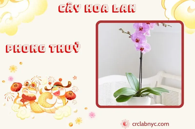 Cây hoa lan ý nghĩa công dụng và cách trồng