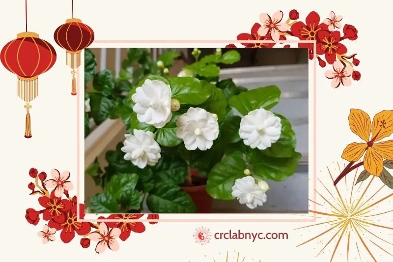  Cây hoa nhài phong thuỷ hợp mệnh nào