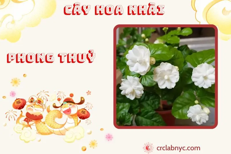 Cây hoa nhài ý nghĩa công dụng và cách trồng