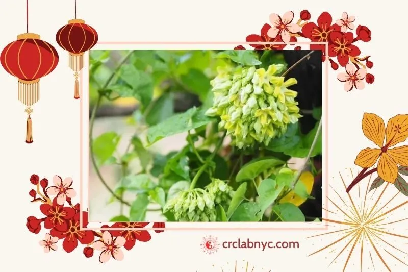  Cây hoa thiên lý phong thủy hợp mệnh nào