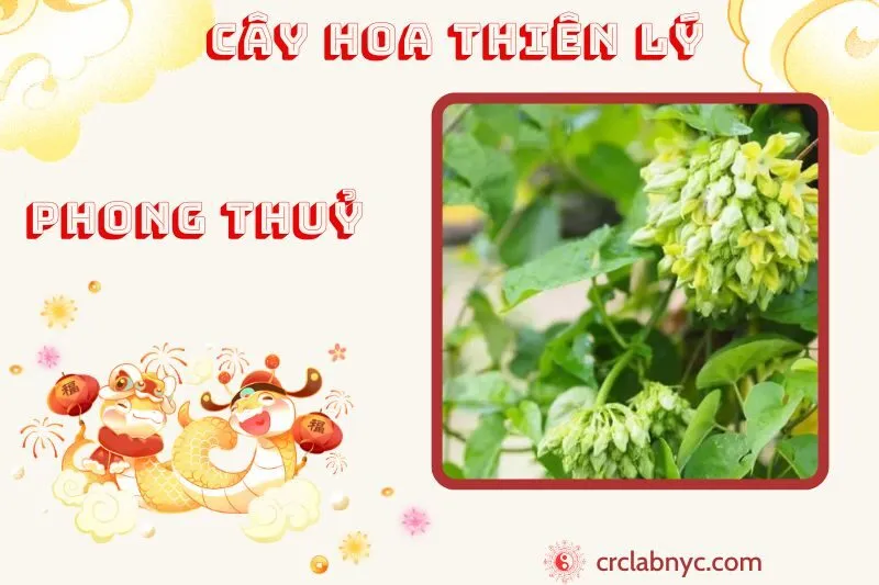 Cây hoa thiên lý phong thủy ý nghĩa công dụng và cách trồng