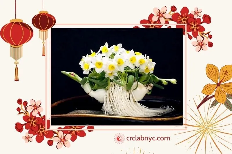 Cây hoa thuỷ tiên phong thuỷ hợp mệnh nào