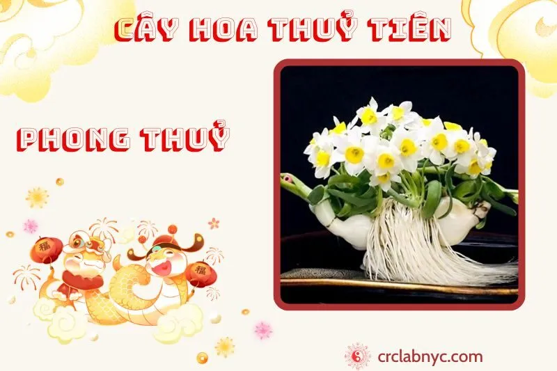 Cây hoa thuỷ tiên phong thuỷ ý nghĩa công dụng và cách trồng