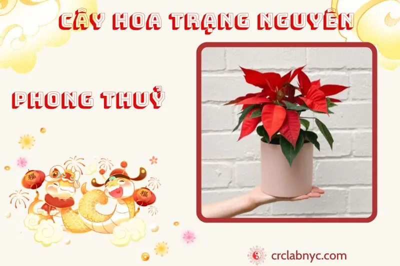 Cây hoa trạng nguyên phong thủy ý nghĩa công dụng và cách trồng