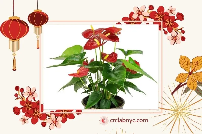  Cây hồng môn phong thuỷ hợp mệnh nào