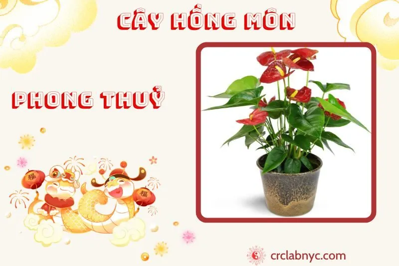Cây hồng môn ý nghĩa công dụng và cách trồng