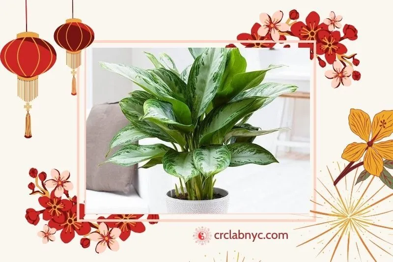  Cây huy hoàng phong thuỷ hợp mệnh nào