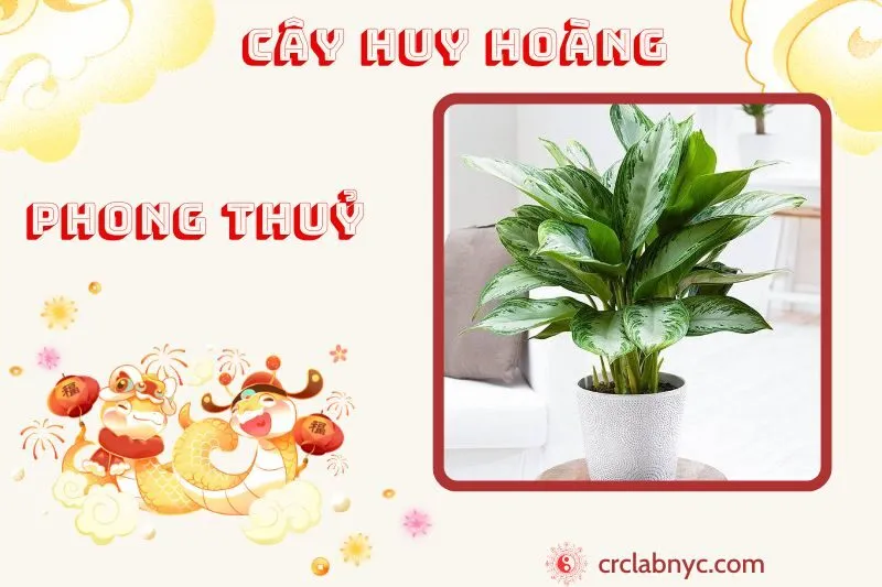 Cây huy hoàng phong thuỷ ý nghĩa công dụng và cách trồng