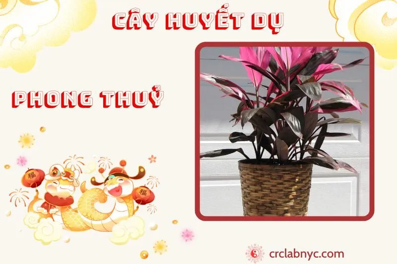 Cây huyết Dụ phong thuỷ ý nghĩa công dụng và cách trồng