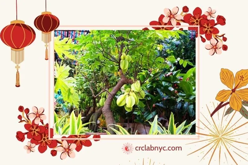  Cây khế phong thủy hợp mệnh nào