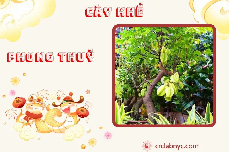 Cây khế phong thủy ý nghĩa công dụng và cách trồng