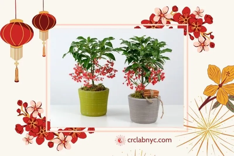 Cây Kim Ngân phong thủy hợp mệnh nào