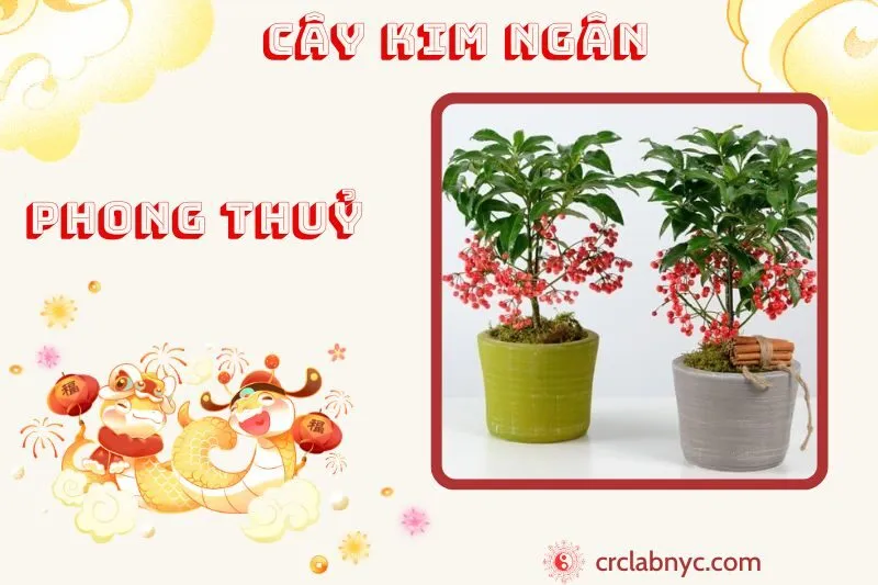 Cây kim ngân phong thuỷ ý nghĩa công dụng và cách trồng