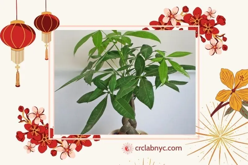 Cây kim ngân