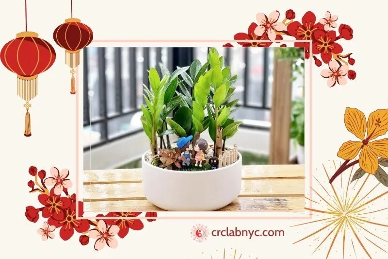 Cây kim tiền phong thủy hợp mệnh nào