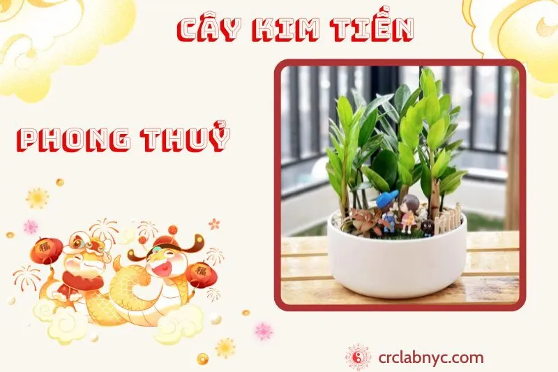 Cây kim tiền phong thuỷ ý nghĩa công dụng và cách trồng