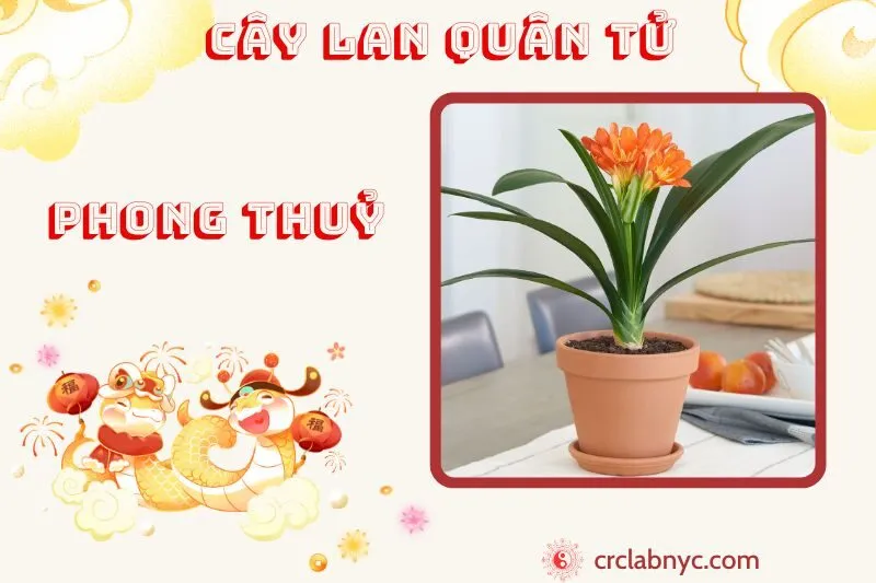 Cây lan quân tử ý nghĩa công dụng và cách trồng