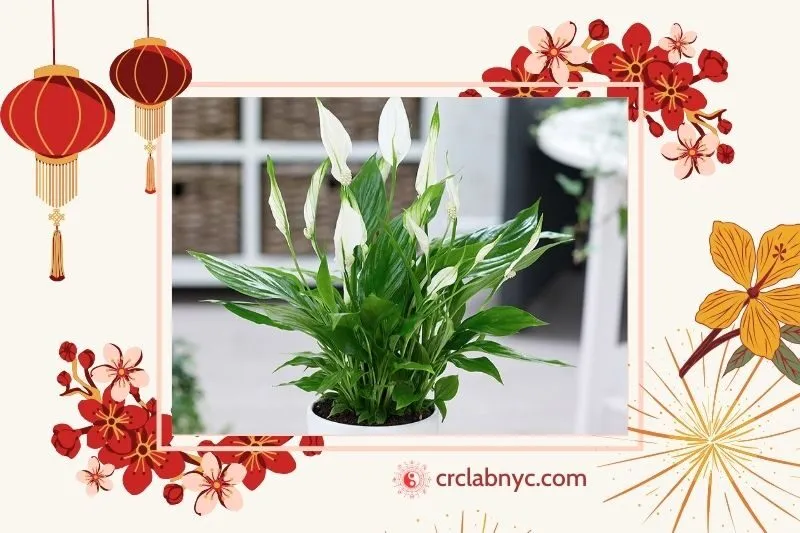 Cây lan ý phong thuỷ hợp mệnh nào