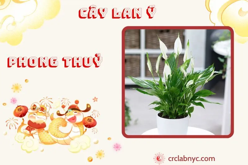 Cây lan ý phong thuỷ ý nghĩa công dụng và cách trồng