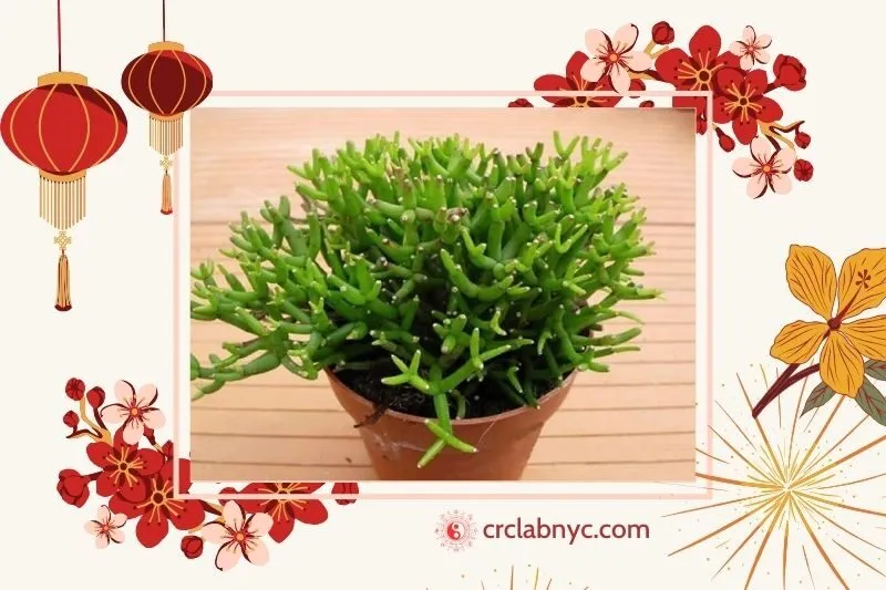  Cây lộc nhung phong thuỷ hợp mệnh nào
