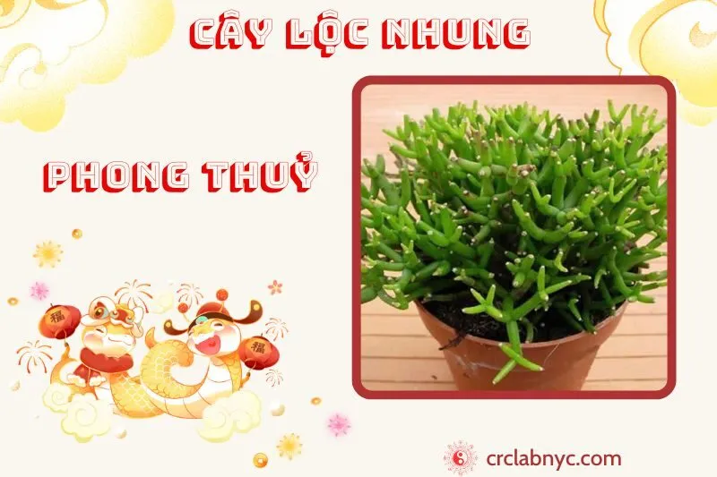 Cây lộc Nhung ý nghĩa công dụng và cách trồng