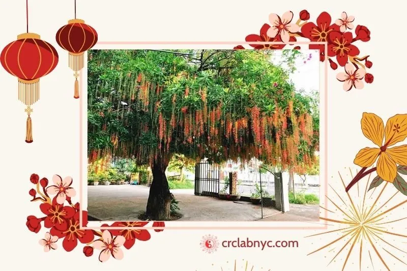  Cây lộc vừng phong thuỷ hợp mệnh nào