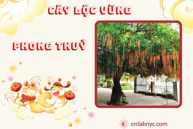 Cây lộc vừng phong thuỷ ý nghĩa công dụng và cách trồng