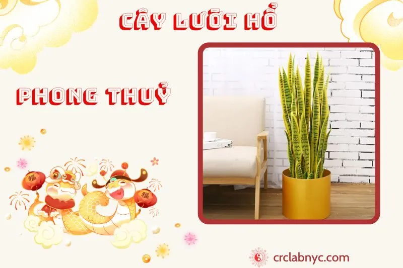 Cây lưỡi hổ phong thuỷ ý nghĩa công dụng và cách trồng